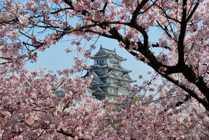 Himeji Castle durante la fioritura