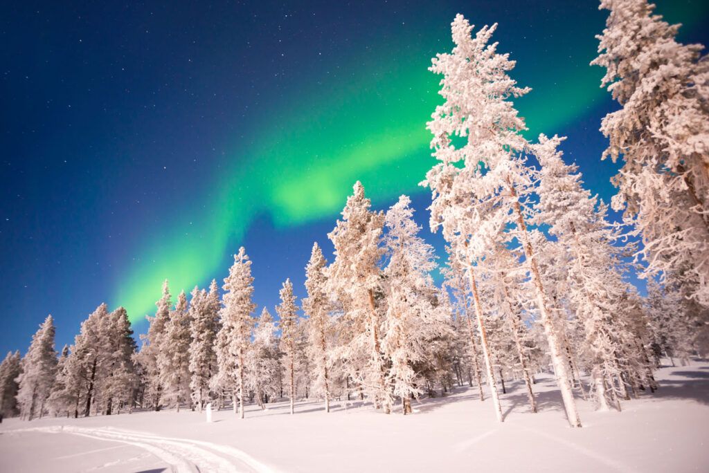 arboles con nieve y aurora boreal en el cielo en laponia - weroad