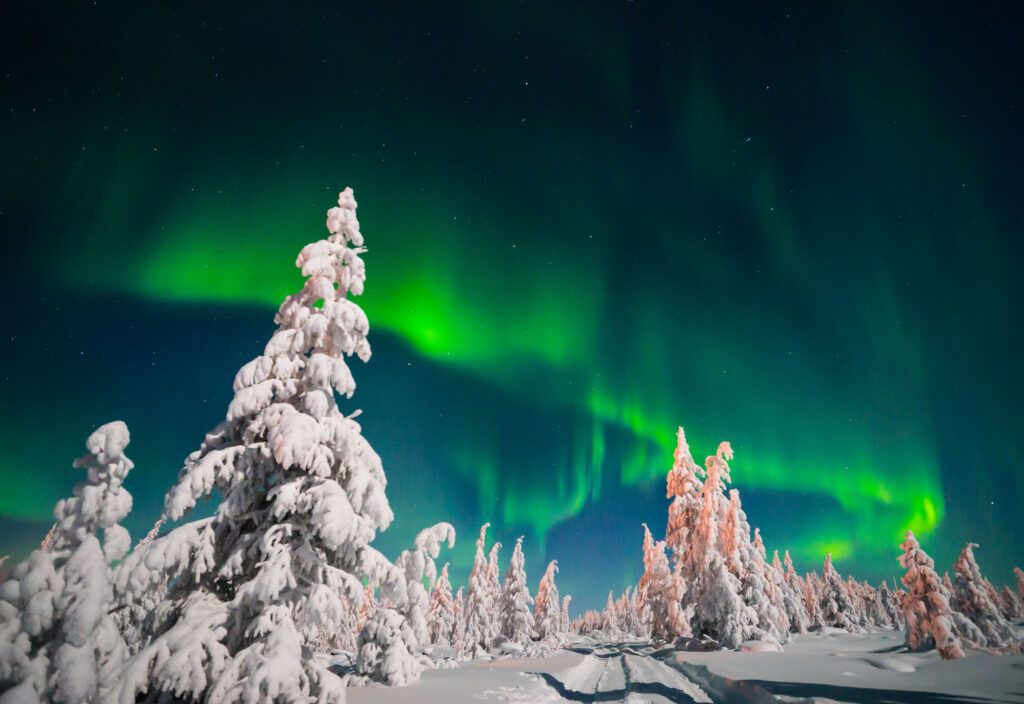 arboles con nieve y aurora boreal en el cielo oscuro - weroad