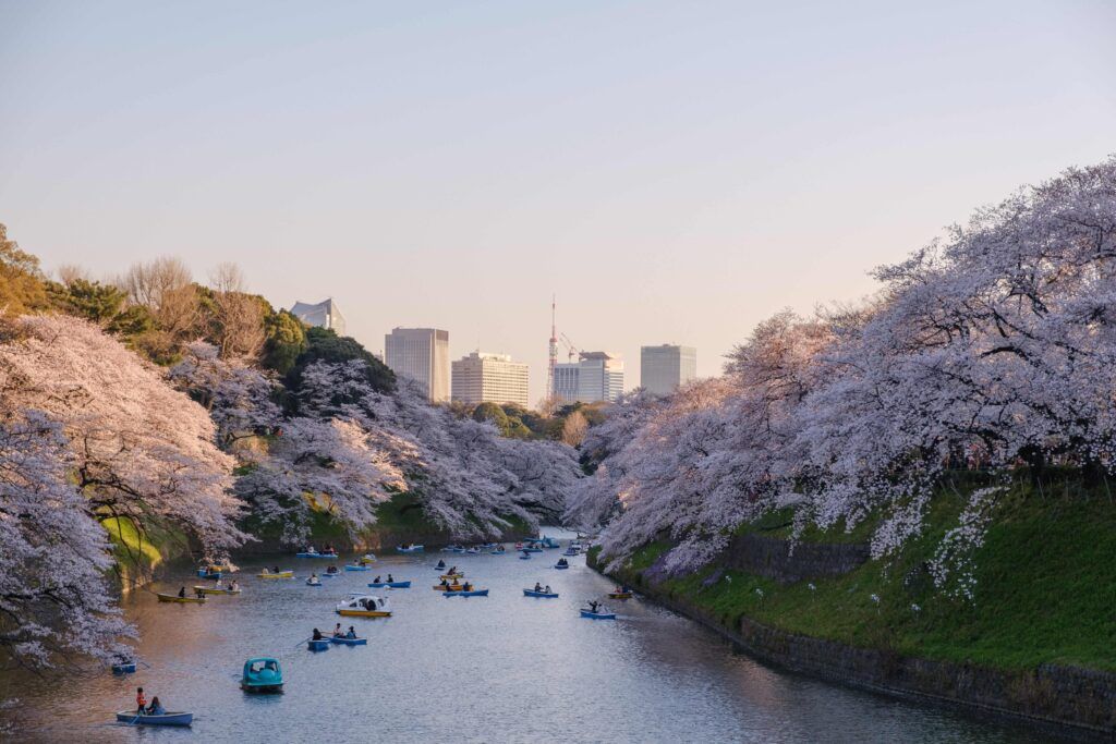 Giappone fioritura dei ciliegi