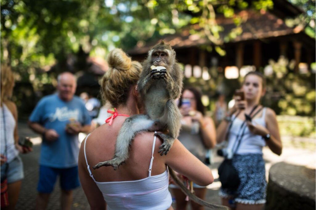 Cosa vedere a Bali: la foresta delle scimmie