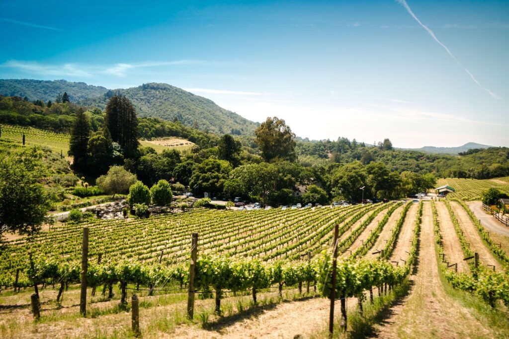 Paesaggi con viti a Sonoma California