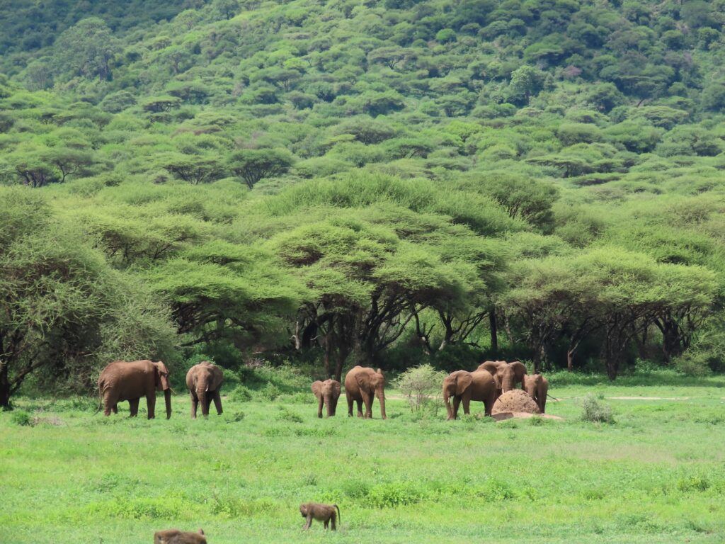 Un gruppo di elefanti circondato da una rigogliosa vegetazione nel Cratere Ngorongoro