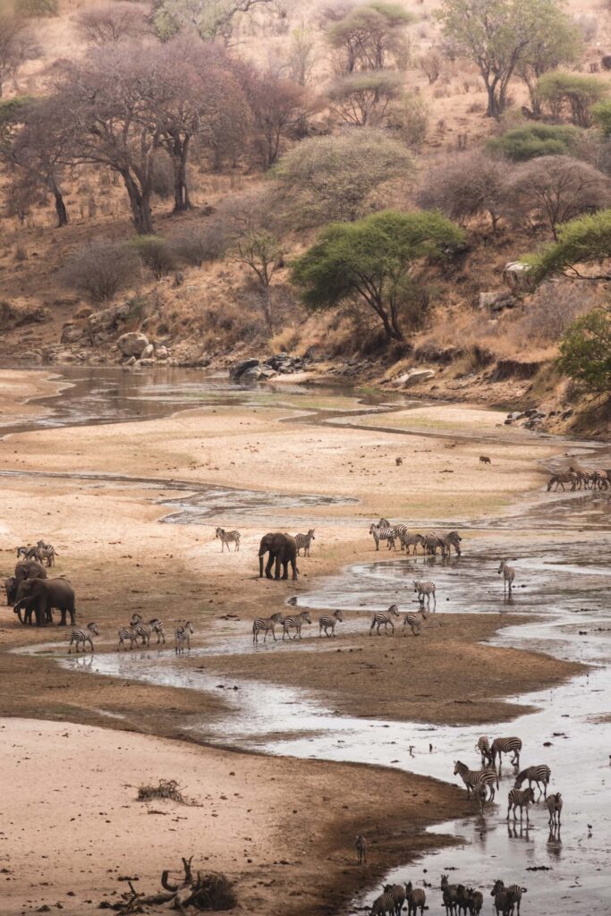 Elefanti zebre e altri animali camminano nel Tarangire