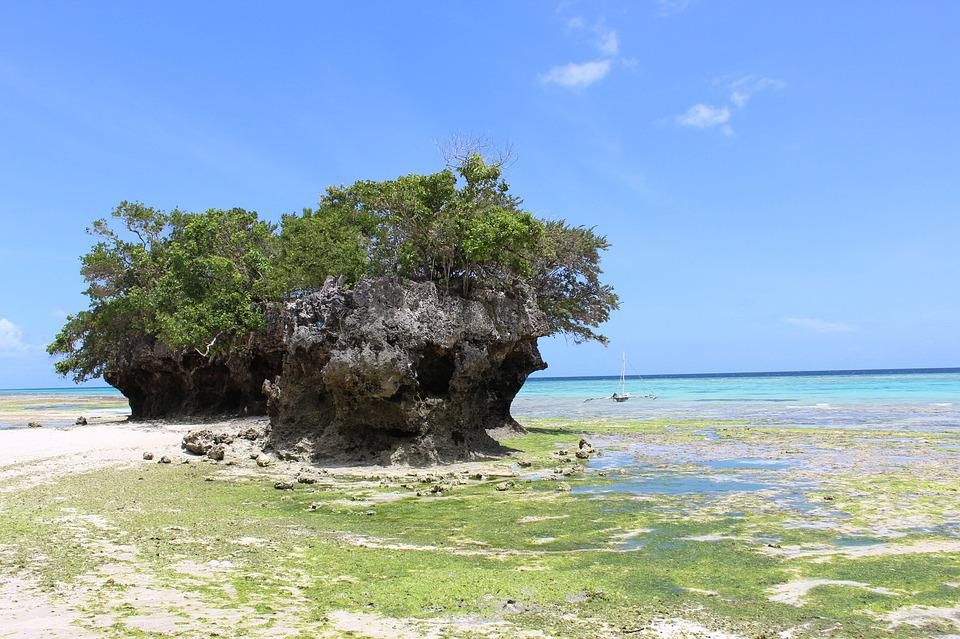 Uno scorcio sulla vegetazione di Pemba Island con la bassa marea
