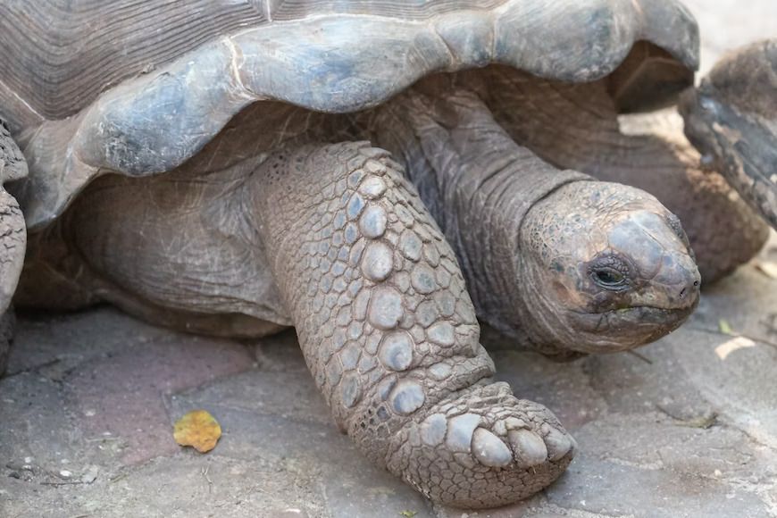 Vista ravvicinata di una delle numerose tartarughe giganti di Prison Island a Zanzibar