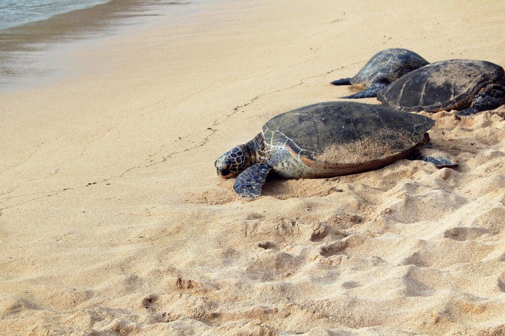 Tre tartarughe sulla spiaggia di Ras al Jinz in Oman