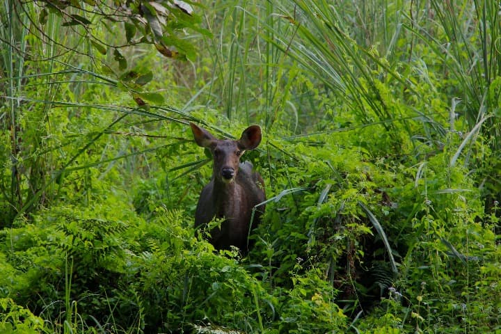 Fauna selvatica nel Parco Nazionale di Chitwan