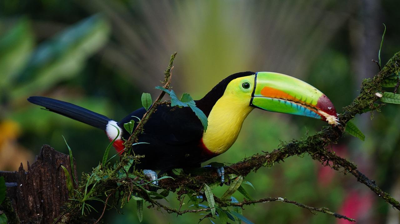 Costa Rica: cosa vedere nel paese del “pura vida”