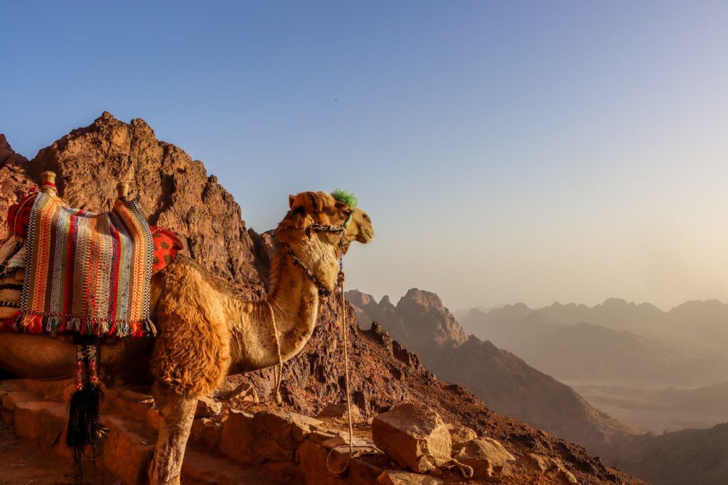 Un cammello tra le rocce del Sinai al tramonto