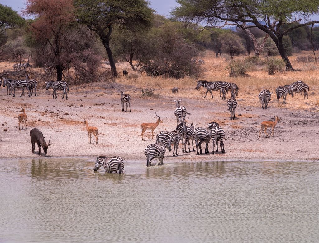 Animali che bevono da una pozza d'acqua in Tanzania