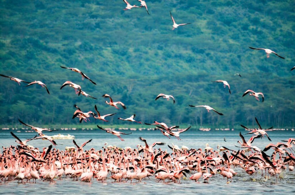 Kenya, cosa vedere: fenicotteri al lago Nakuru