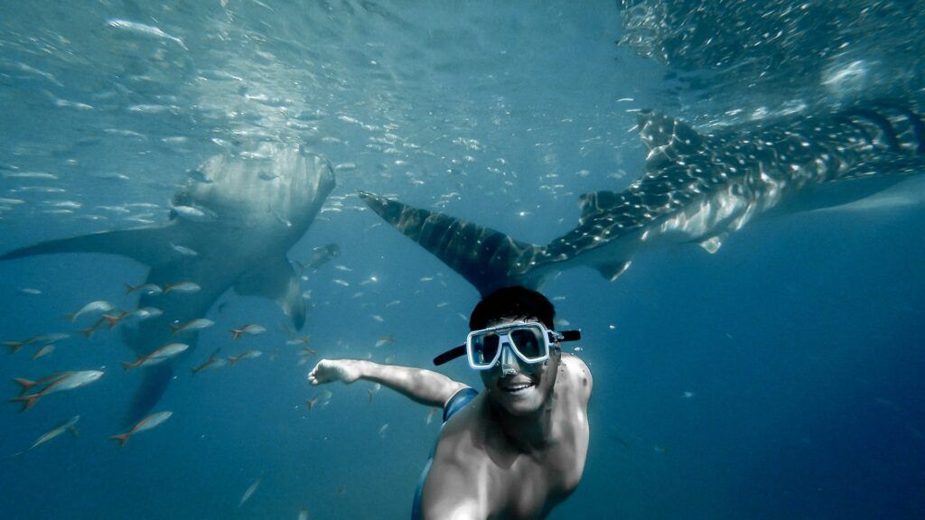 Un uomo nuota tra squali balena. Un'avventura nel mondo imperdibile. 