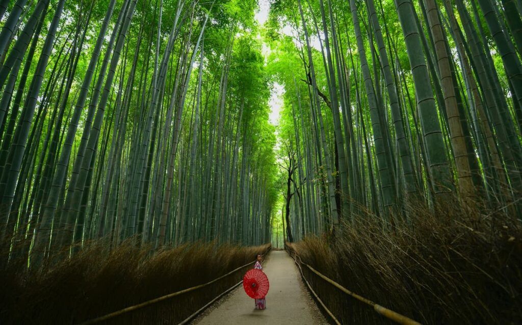 Il bosco di bambù a kyoto