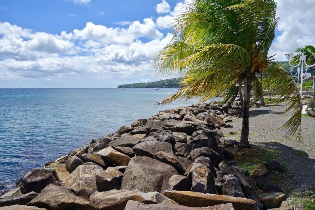 Una palma sugli scogli davanti al mare in Martinica