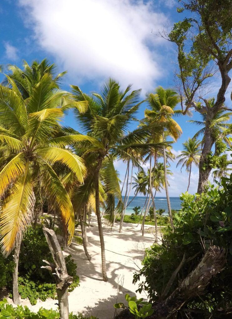 Palme verdi sulla spiaggia di sabbia bianca