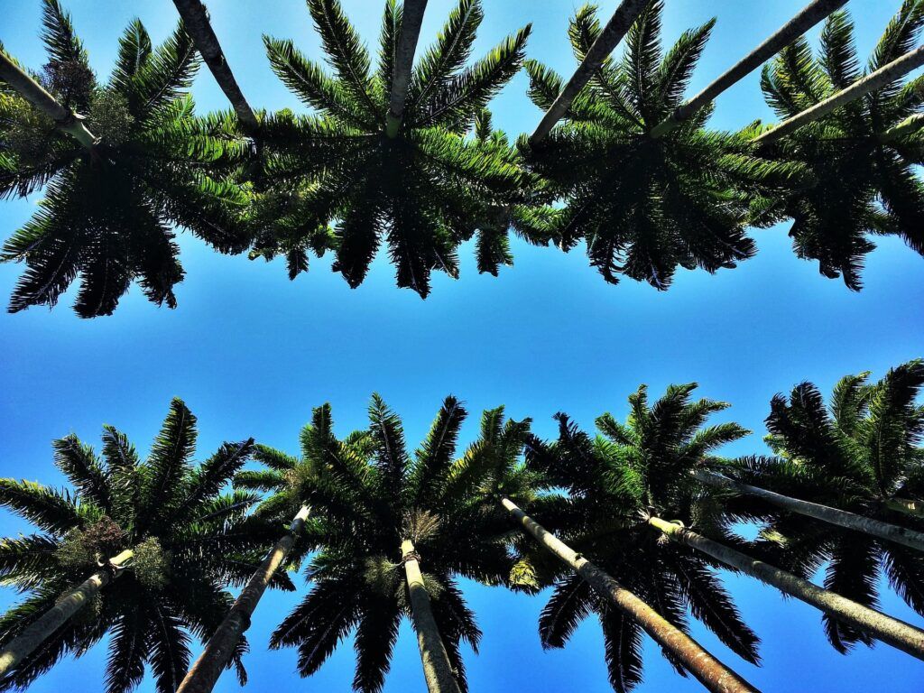 Palme si stagliano sul cielo azzurro