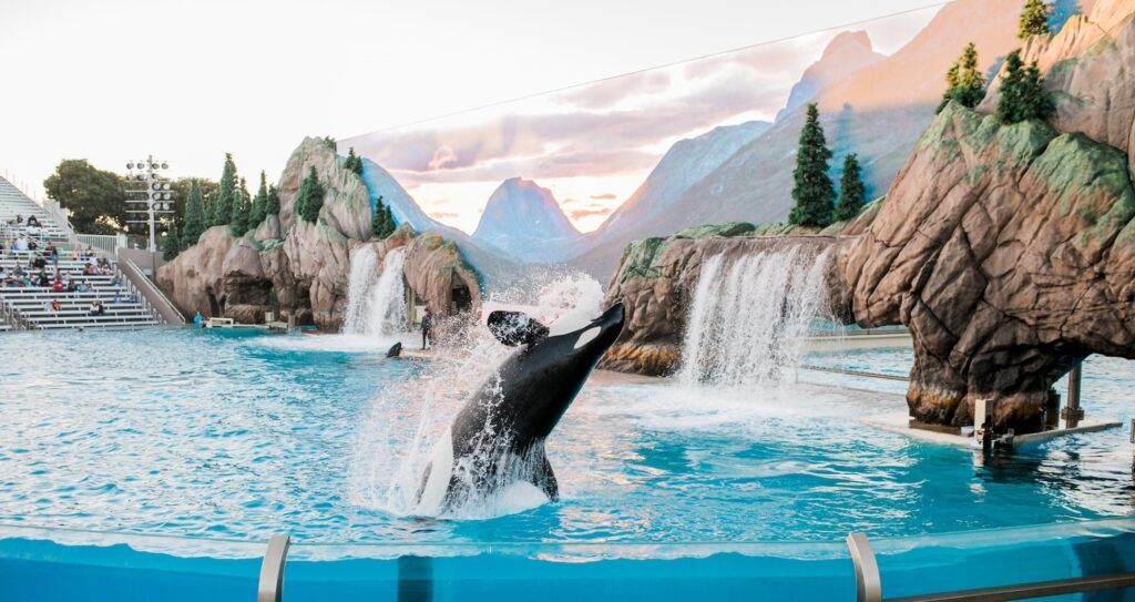 Un'orca salta nelle acque dello zoo di San Diego al tramonto