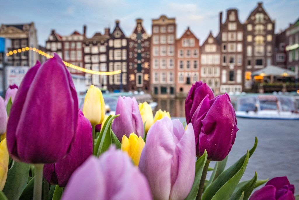 tulipani rosa davanti ai canali e le case di Amsterdam