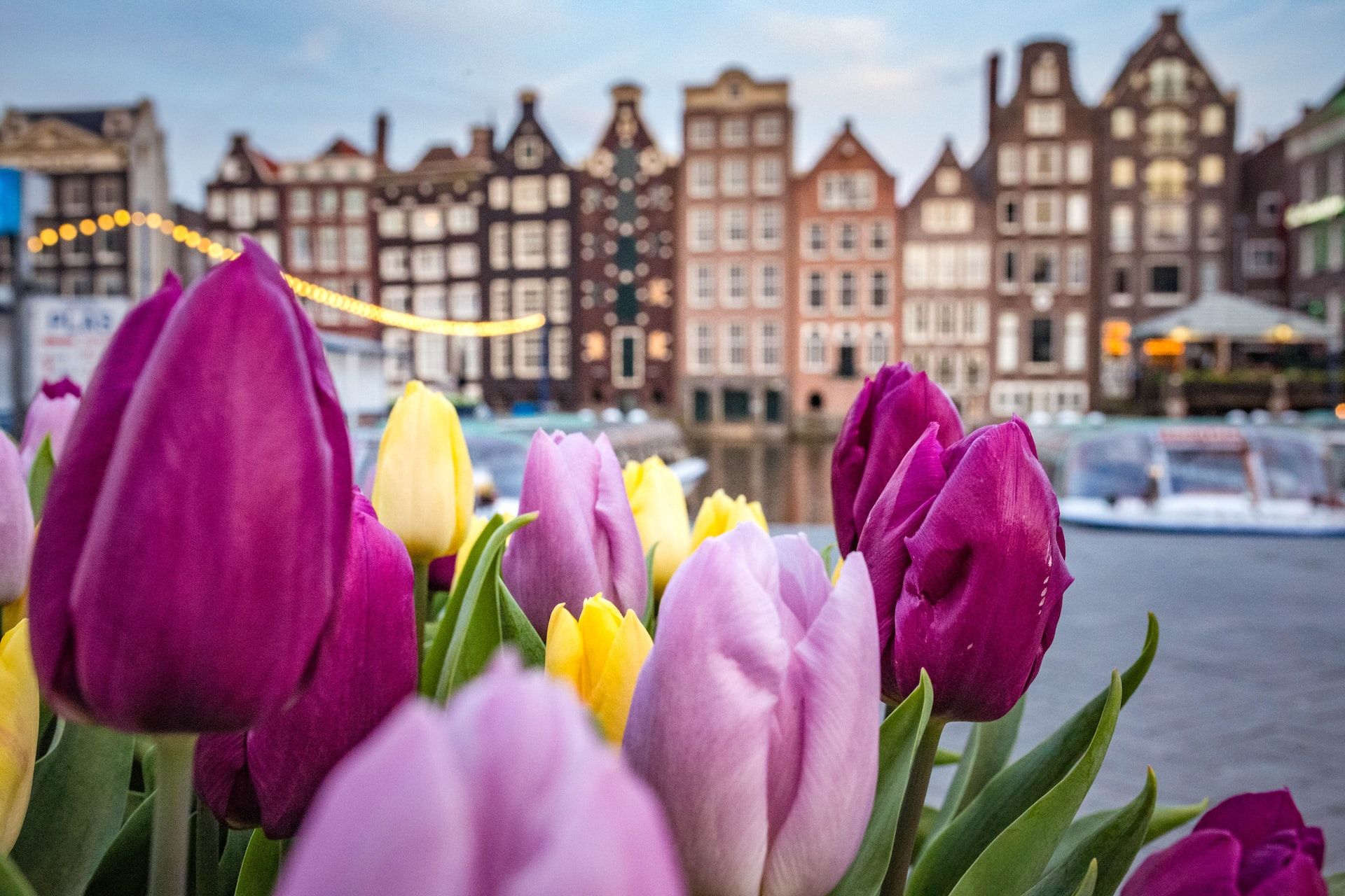 amsterdam-tulips