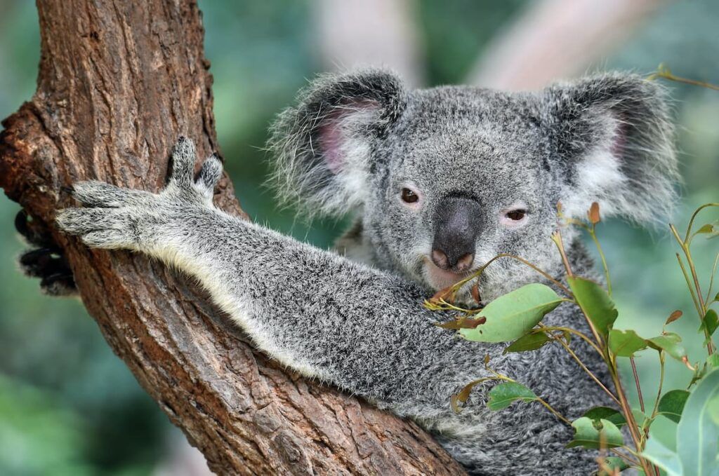 Un koala arrampicato su un albero