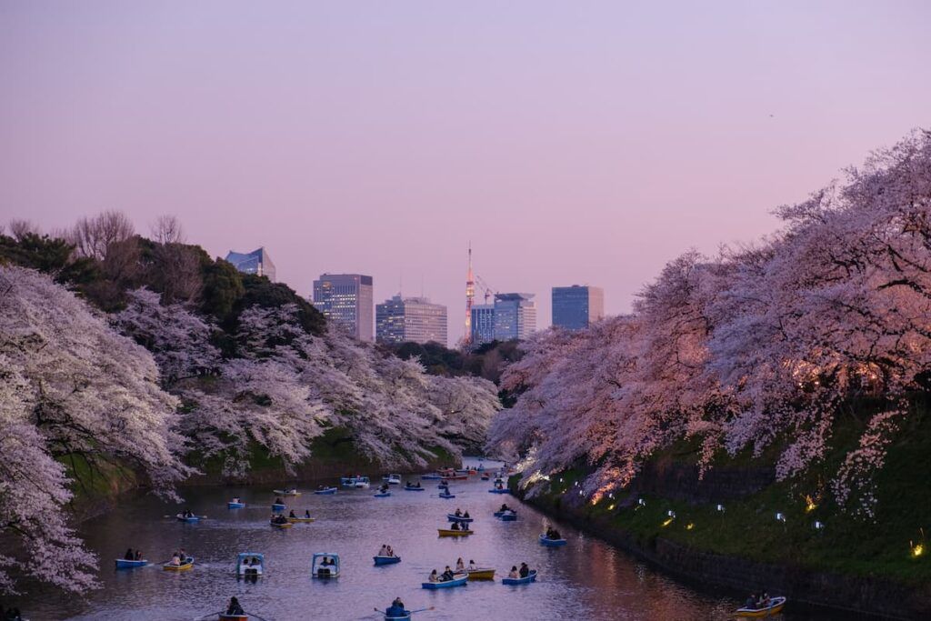 Sakura in Giappone