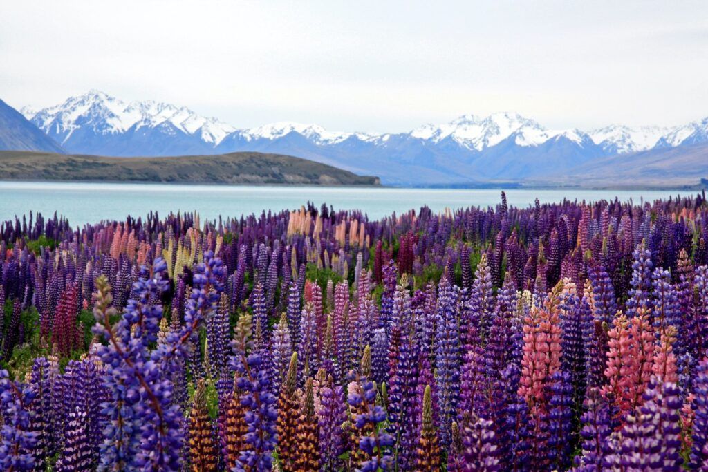 Fiori viola davanti a un lago e montagne in Nuova Zelanda