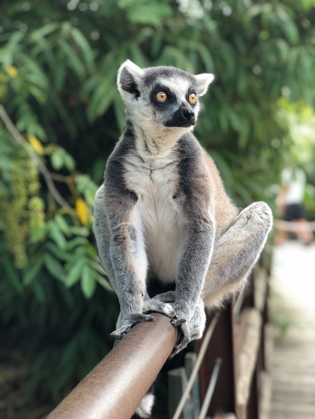 La simpatia dei lemuri del madagascar