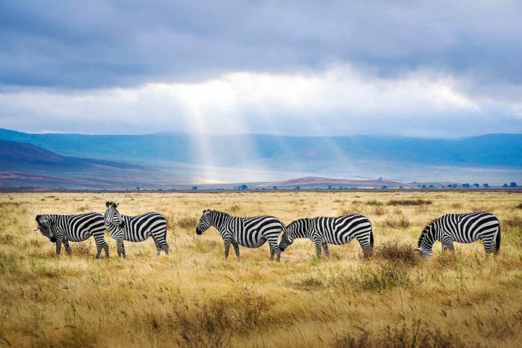 Zebre in tanzania