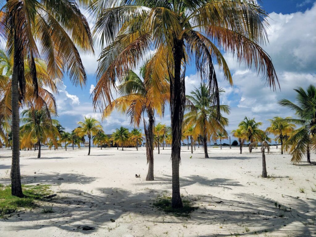 Palme e sabbia bianca finissima nelle spiagge di Cuba