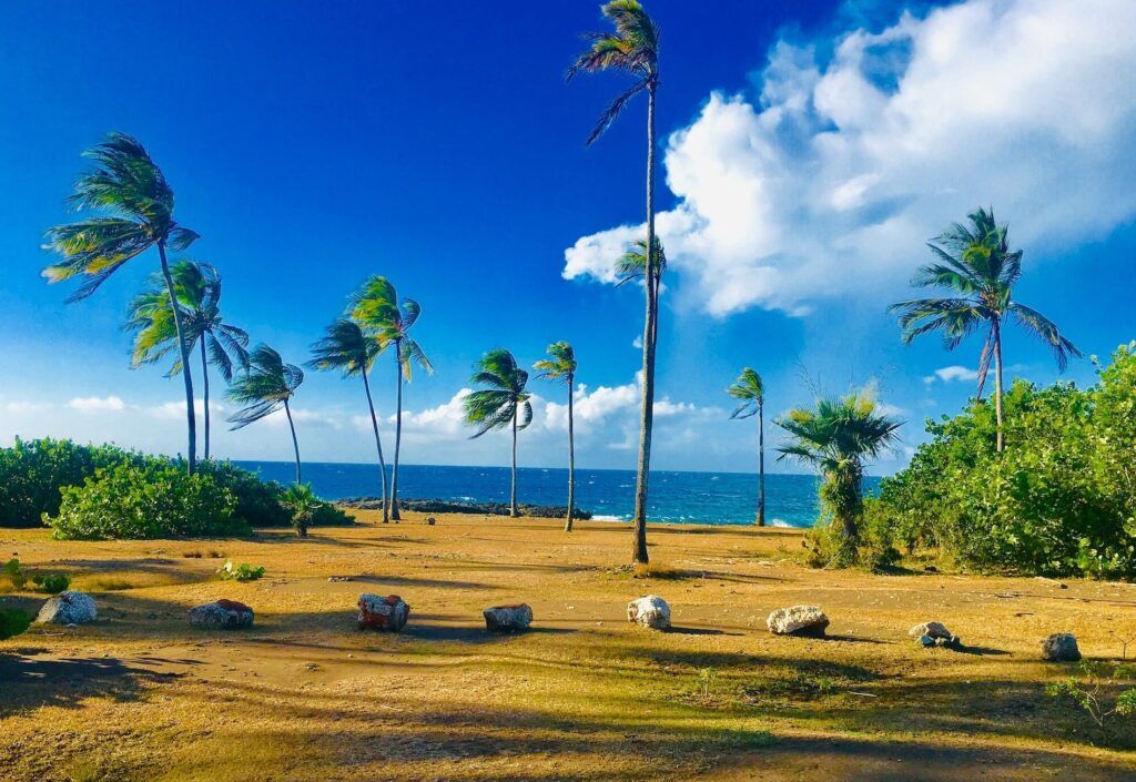 Un prato con palme davanti al mare azzurro di Cuba