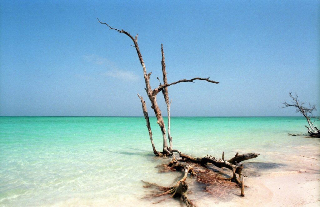Un ramo nelle acque cristalline delle spiagge di Cuba