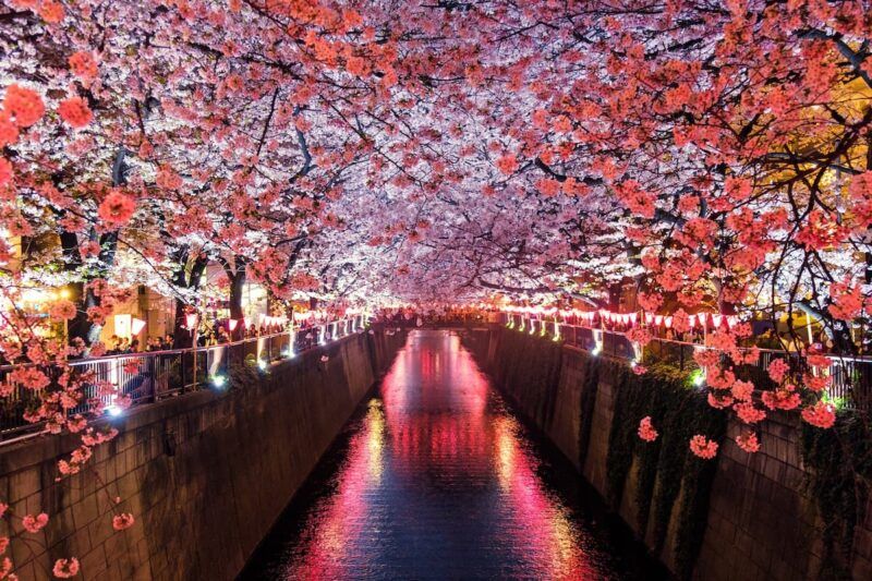 Hanami (fioritura) in Giappone
