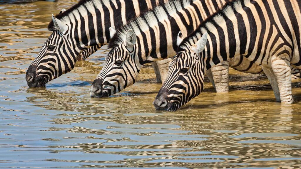 Zebre all'Etosha national park