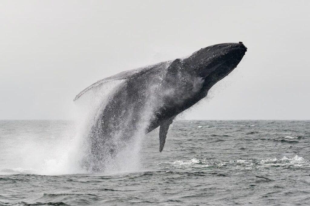 Balena a Monterey