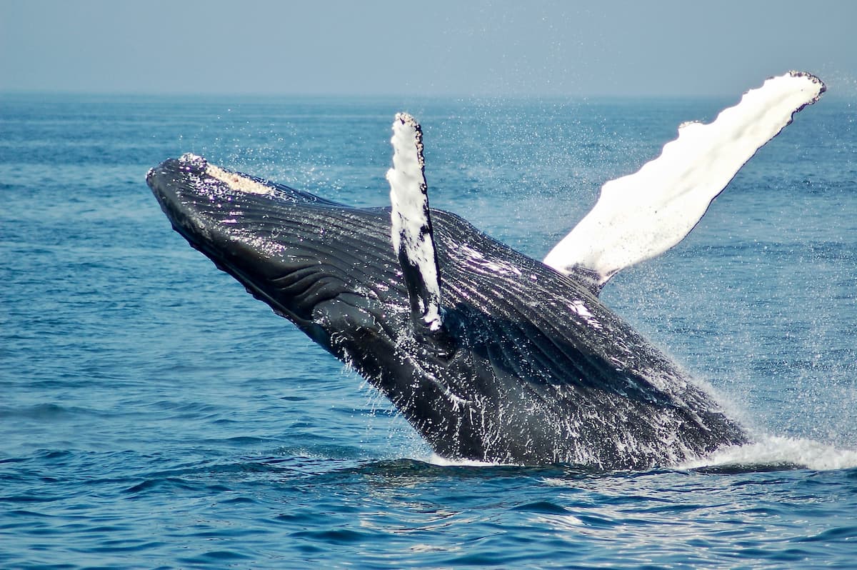 Vedere le balene: ecco dove fare whale watching nel mondo