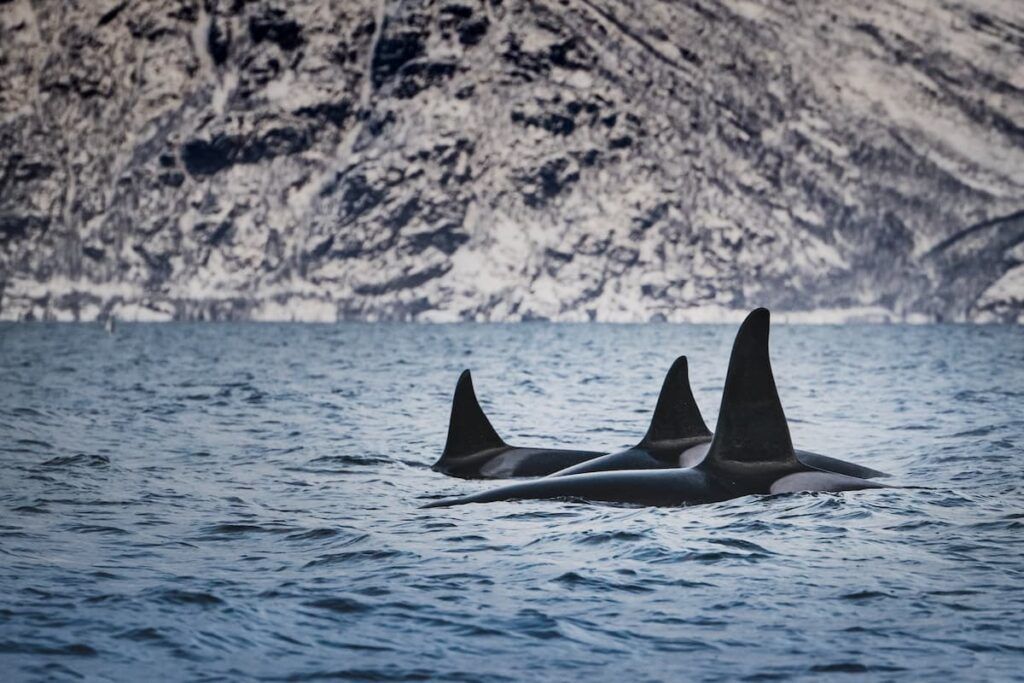 Orche in Norvegia
