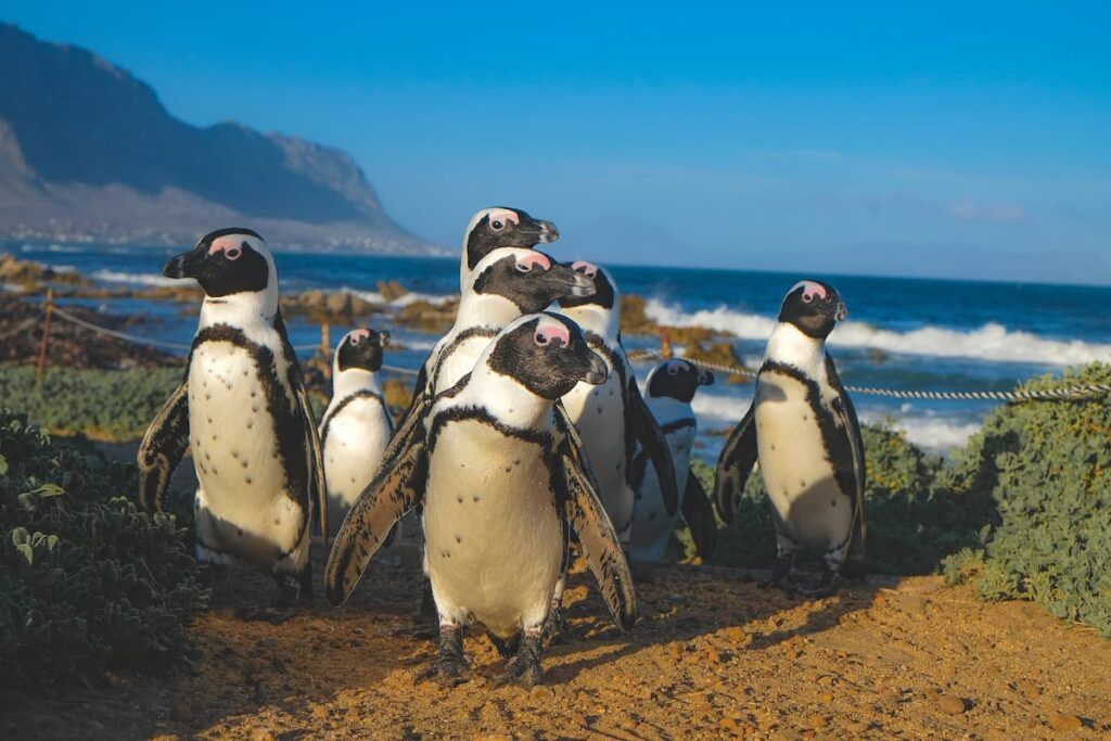 Pinguini in sudafrica
