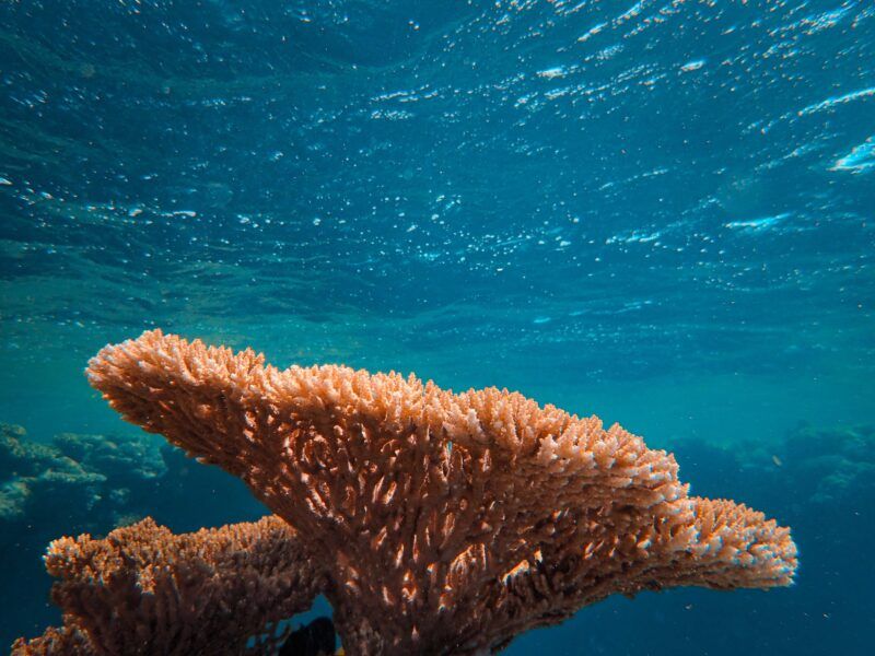 Le barriere coralline più belle di tutto il globo terracqueo