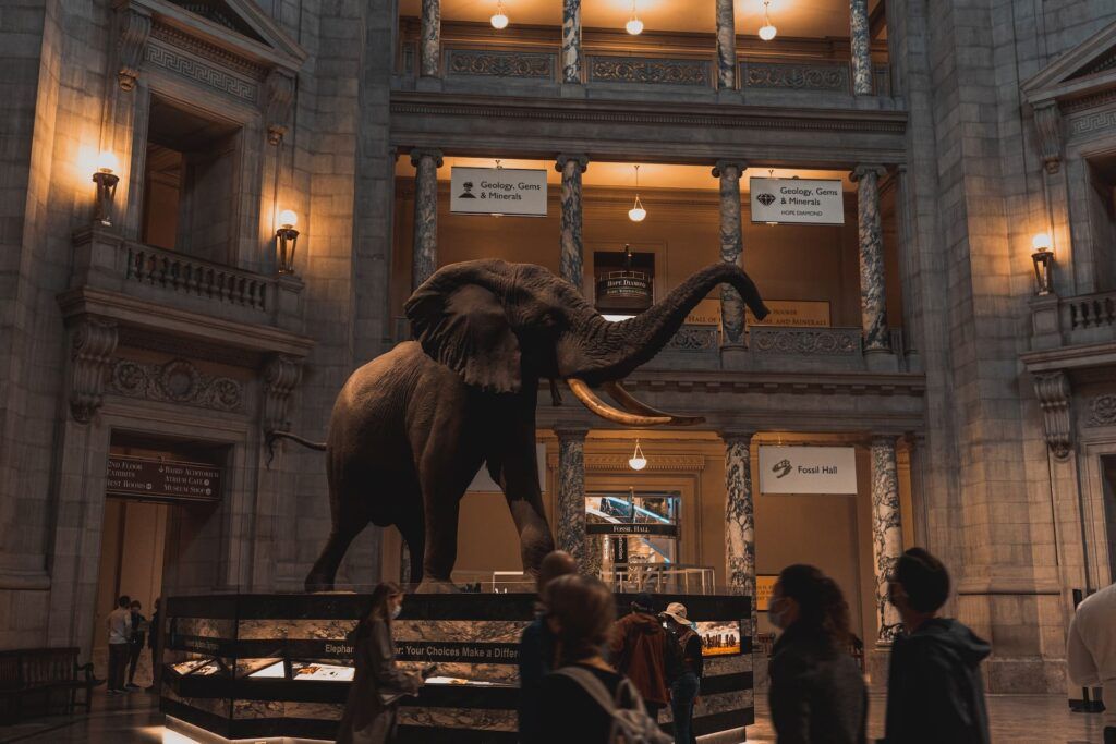 Una elefante in una sala dello Smithsonian National Museum of Natural History
