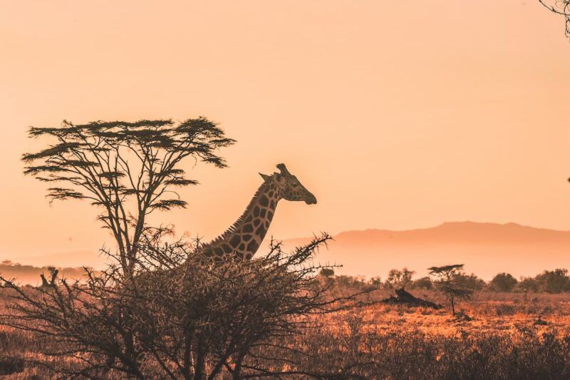 9 consigli per vivere al meglio un safari in Africa