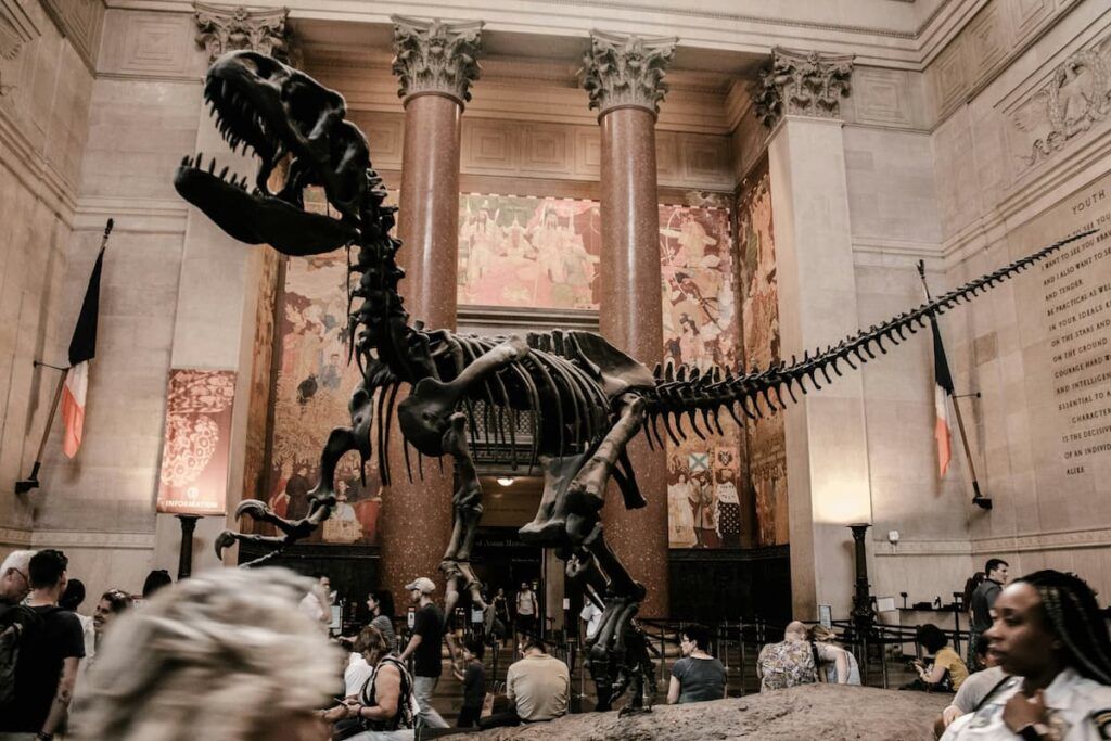 Lo scheletro di un dinosauro all'American Museum of Natural History