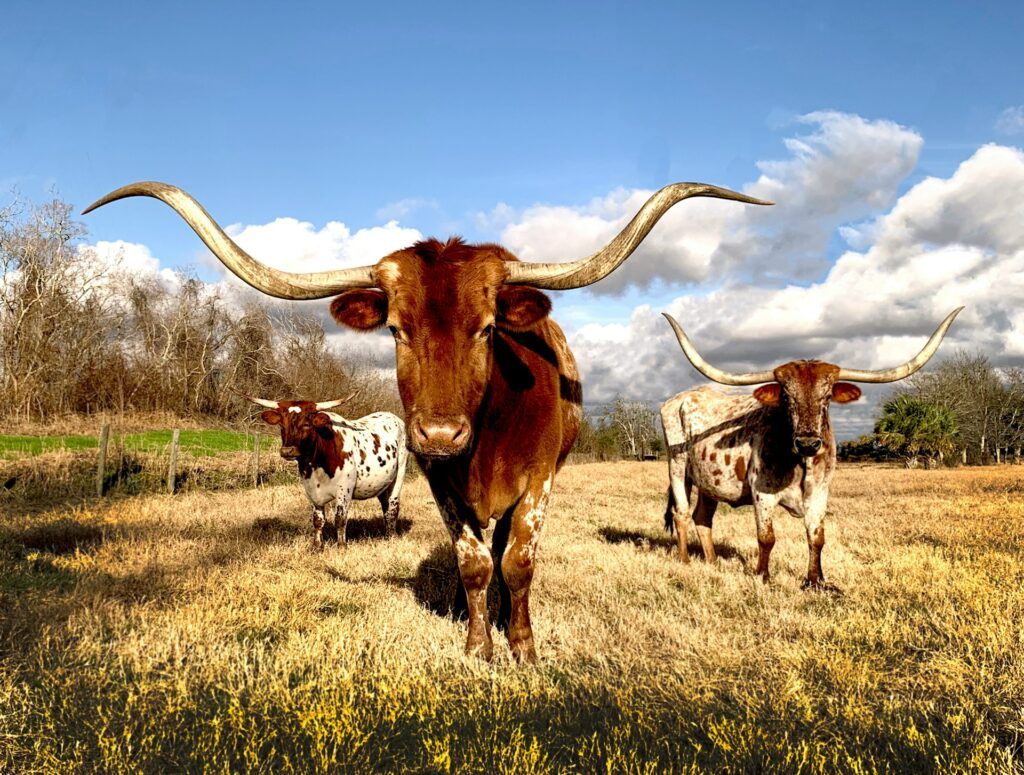 Dei bufali marroni e bianchi nella prateria in Texas