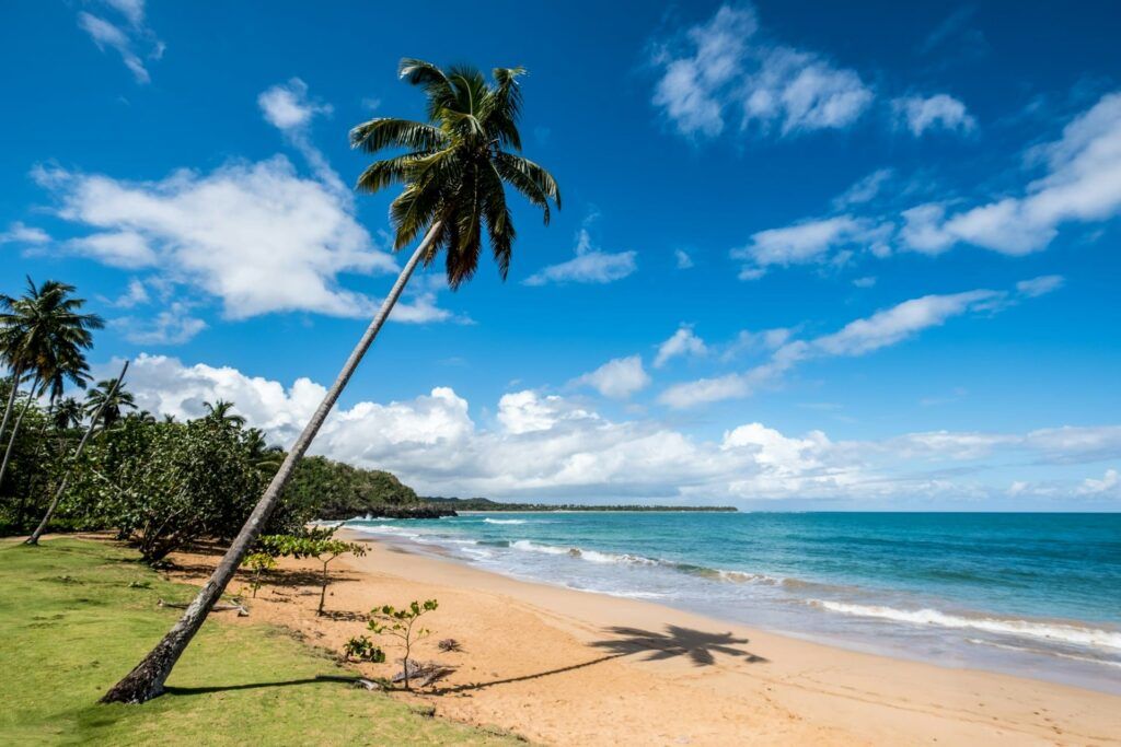 Una palma affacciata sulla spiaggia in Repubblica Dominicana 