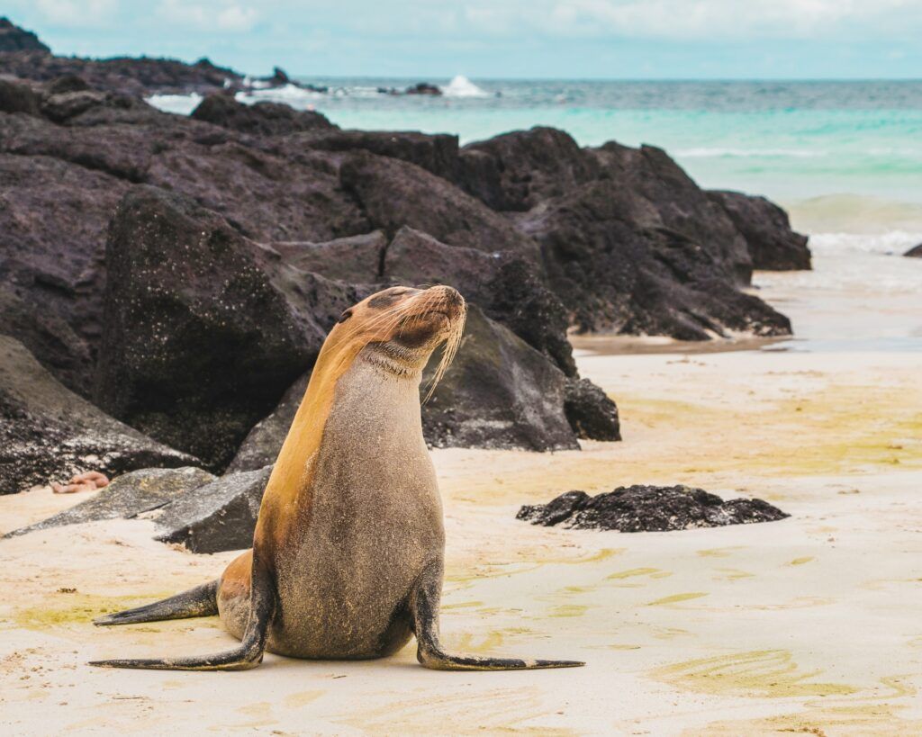 una foca sul bagnasciuga