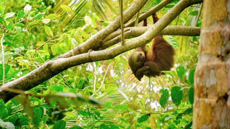 bradipo in Costa Rica