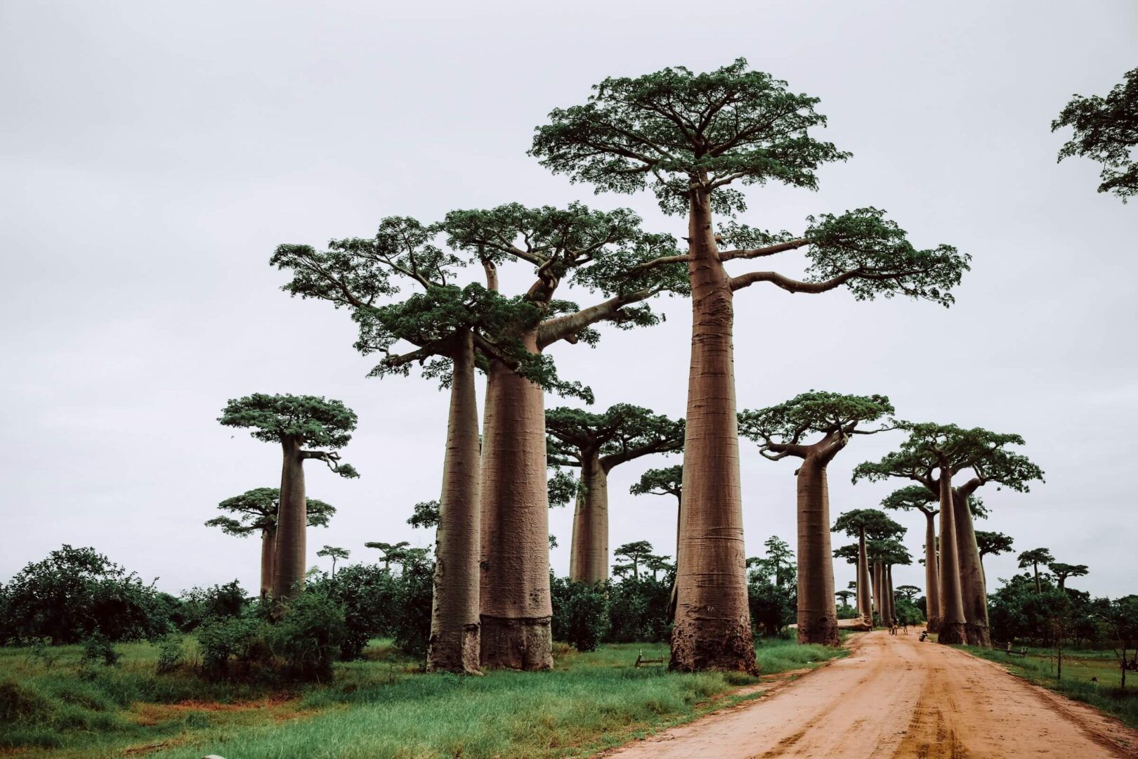 Quando andare in Madagascar, alla scoperta di lemuri e baobab