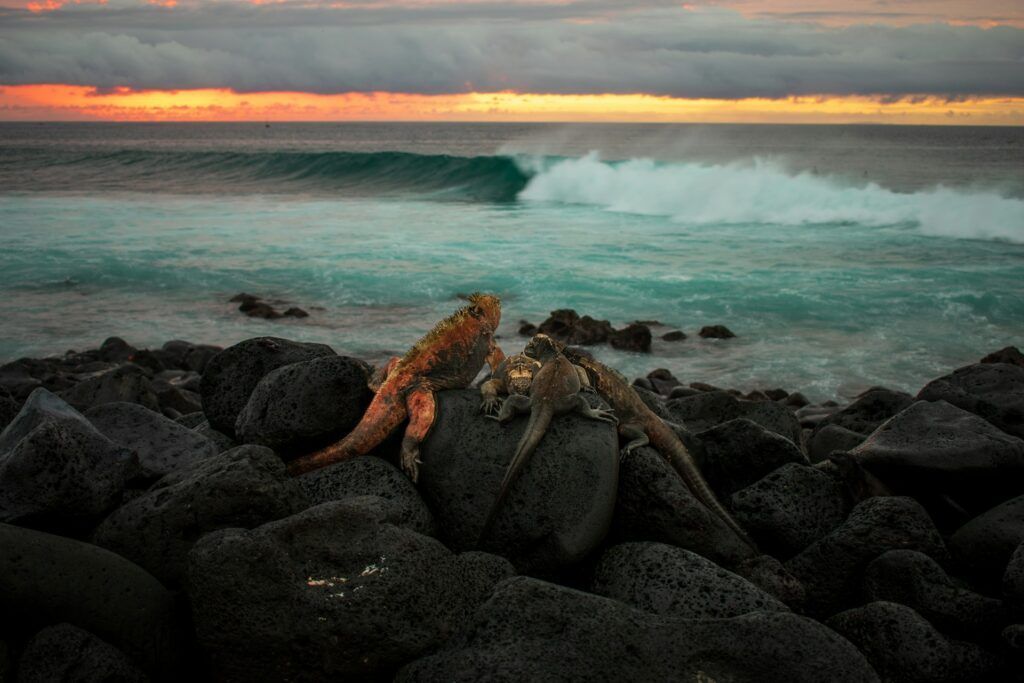 animali sugli scogli alle Galapagos