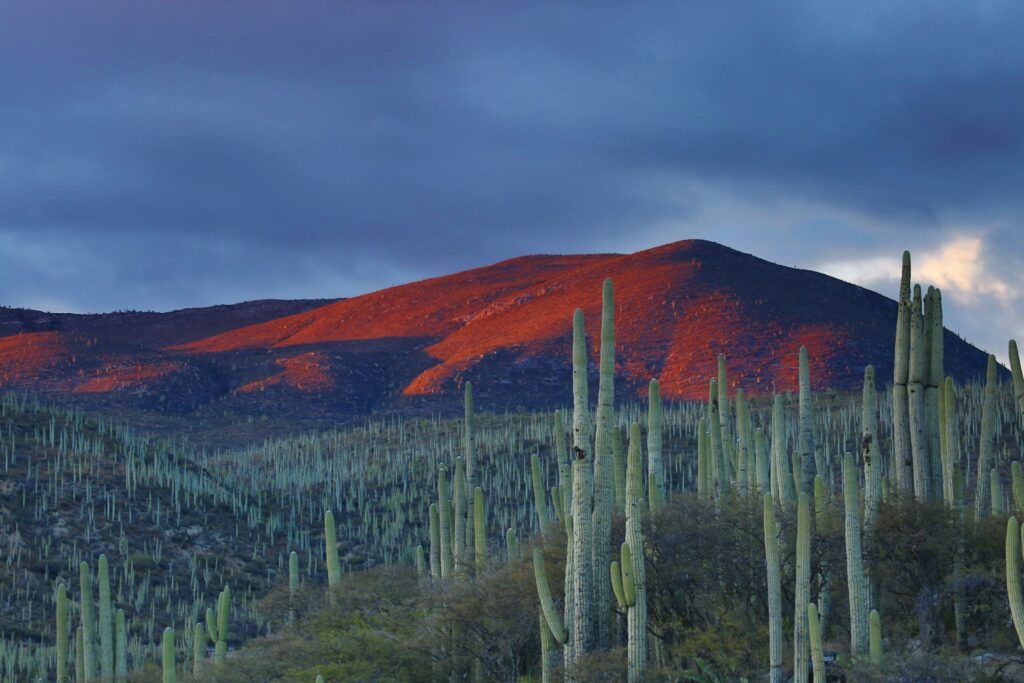 Cactus e montagne rosse nel deserto in Messico