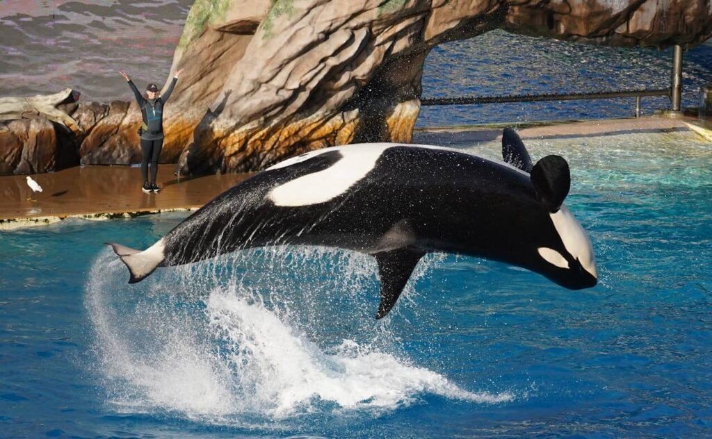 Lo spettacolo del Seaworld di Orlando